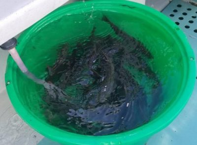 IMG_10072021_081535_650_x_480_.jpg