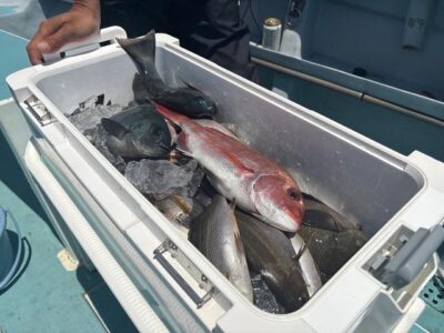 image1_48.jpeg