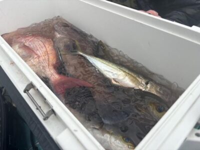 image1_71.jpeg