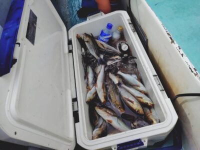image1_10.jpeg